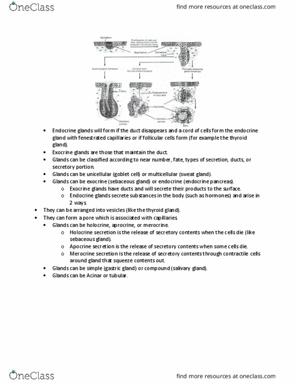 ANAT 261 Lecture Notes - Lecture 2: Thyroid, Tubular Gland, Pancreatic Islets thumbnail