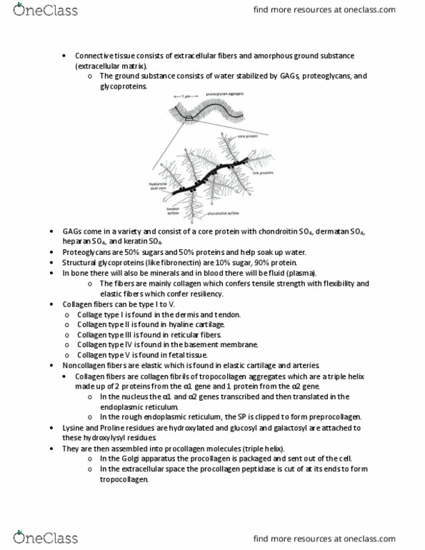 ANAT 261 Lecture Notes - Lecture 3: Fiber Bundle, Microfibril, Lysine thumbnail