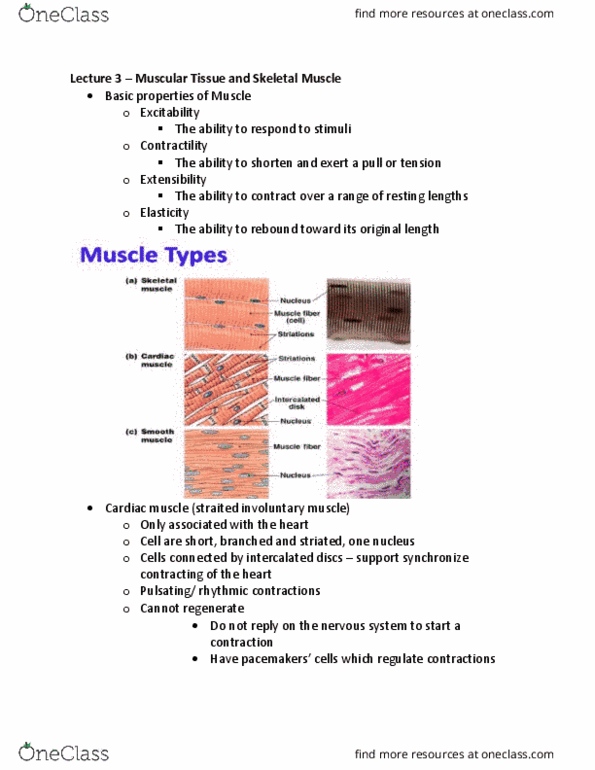 HLSC 2F95 Lecture Notes - Lecture 3: Acetylcholine, Perimysium, Shoulder Joint thumbnail