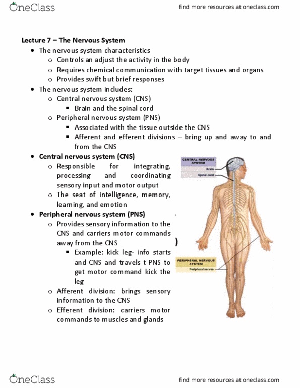 HLSC 2F95 Lecture Notes - Lecture 7: Spinal Cord, Arachnoid Mater, Cerebrospinal Fluid thumbnail