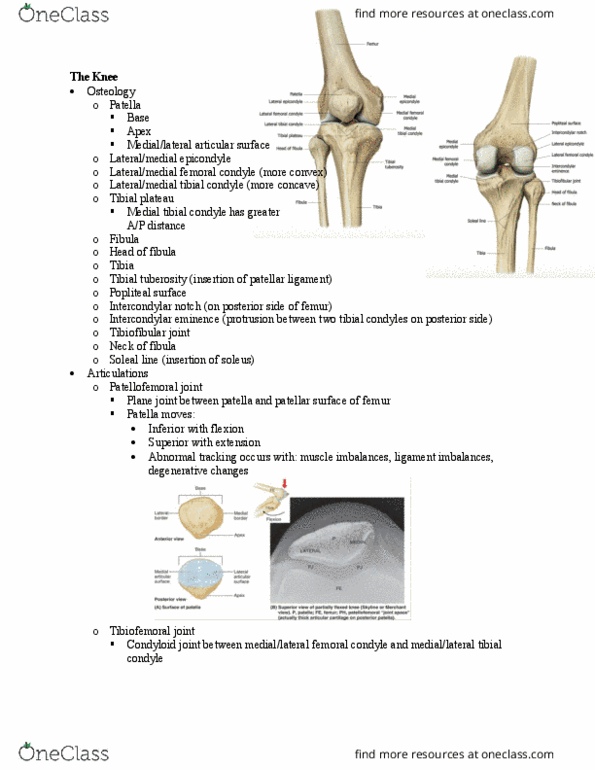 PT 513 Lecture Notes - Lecture 18: Lower Extremity Of Femur, Intercondylar Area, Tuberosity Of The Tibia thumbnail