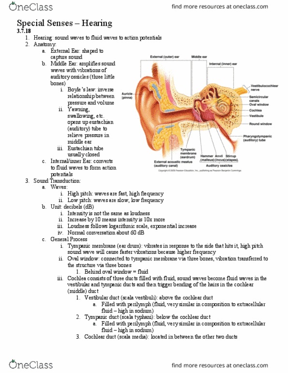 HSK 365 Lecture Notes - Lecture 9: Auditory Cortex, Fluid Compartments, Tectorial Membrane thumbnail