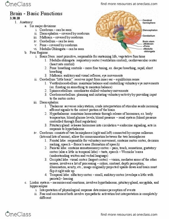 HSK 365 Lecture Notes - Lecture 12: Occipital Lobe, Visual Cortex, Hypothalamus thumbnail