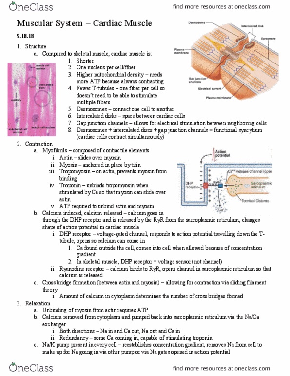 HSK 366 Lecture Notes - Lecture 3: Endoplasmic Reticulum, Sliding Filament Theory, Cardiac Muscle thumbnail
