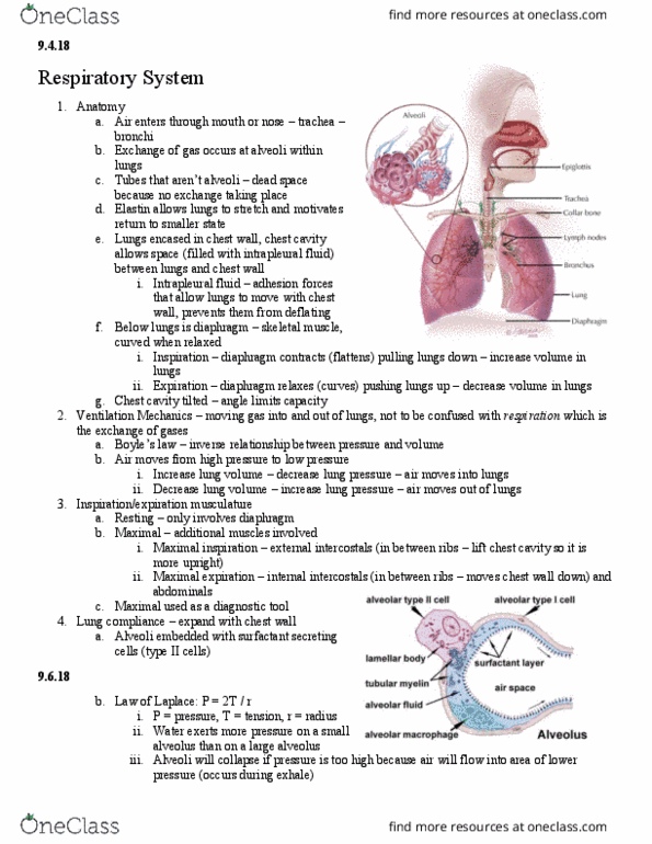 HSK 366 Lecture Notes - Lecture 2: Bronchus, Trachea, Chronic Obstructive Pulmonary Disease thumbnail