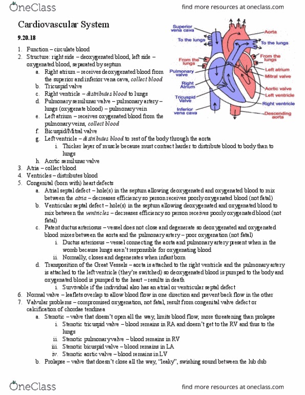 HSK 366 Lecture Notes - Lecture 4: Heart Valve, Stroke Volume, Cyclic Adenosine Monophosphate thumbnail