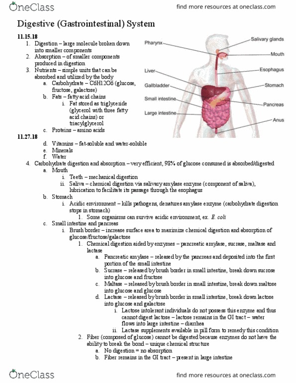 HSK 366 Lecture Notes - Lecture 14: Digestion, Low-Density Lipoprotein, Brush Border thumbnail