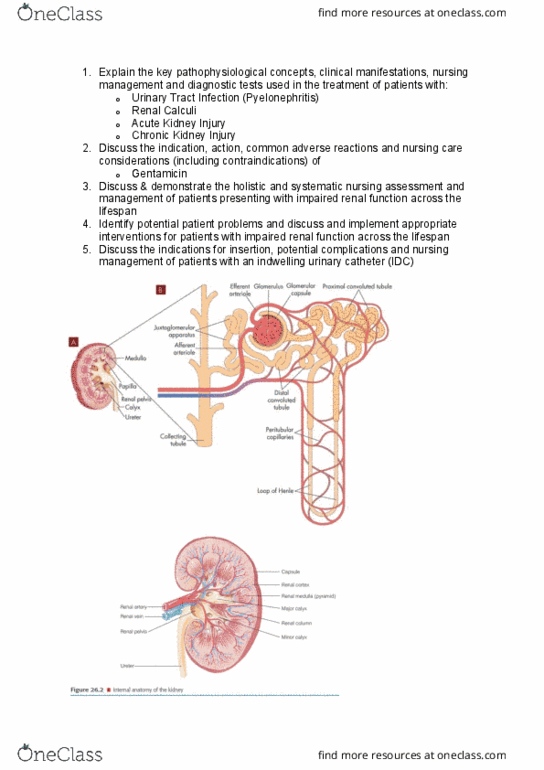 NUR5002 Lecture Notes - Lecture 6: Efferent Arteriole, Dysuria, Itch thumbnail