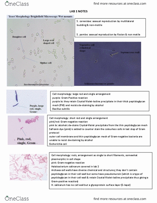 MCB 2050 Lecture Notes - Lecture 1: Schizosaccharomyces Pombe, Glycoprotein, Microbiological Culture thumbnail