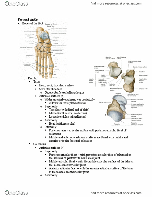 PT 513 Lecture Notes - Lecture 25: Malleolus, Synovial Membrane, Metatarsal Bones thumbnail