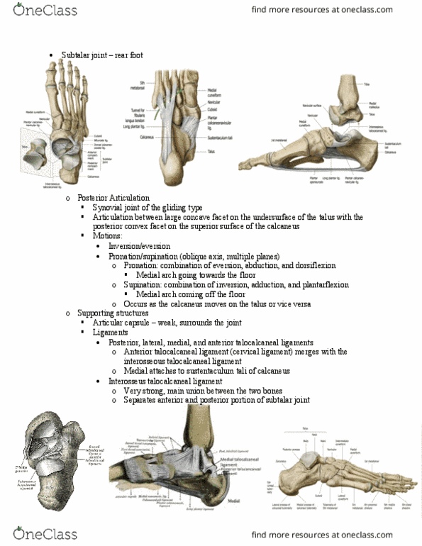 PT 513 Lecture Notes - Lecture 28: Subtalar Joint, Synovial Joint, Joint Capsule thumbnail