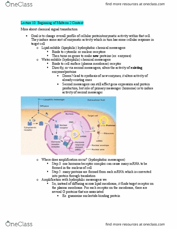 BIOL 1080 Lecture Notes - Lecture 10: Cell Membrane, Lipid Bilayer, Signal Transduction thumbnail