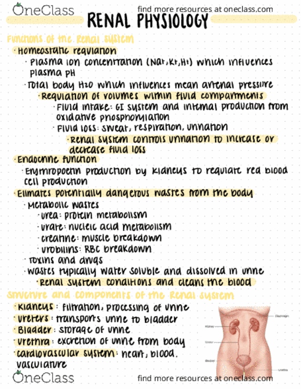 NPB 110 Lecture Notes - Lecture 9: Ph, Oxidative Phosphorylation, Uric Acid thumbnail