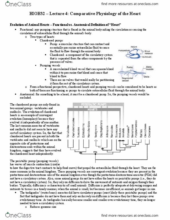 BIOB32H3 Lecture Notes - Lecture 4: Peristaltic Pump, Tardigrade, Extracellular Fluid thumbnail