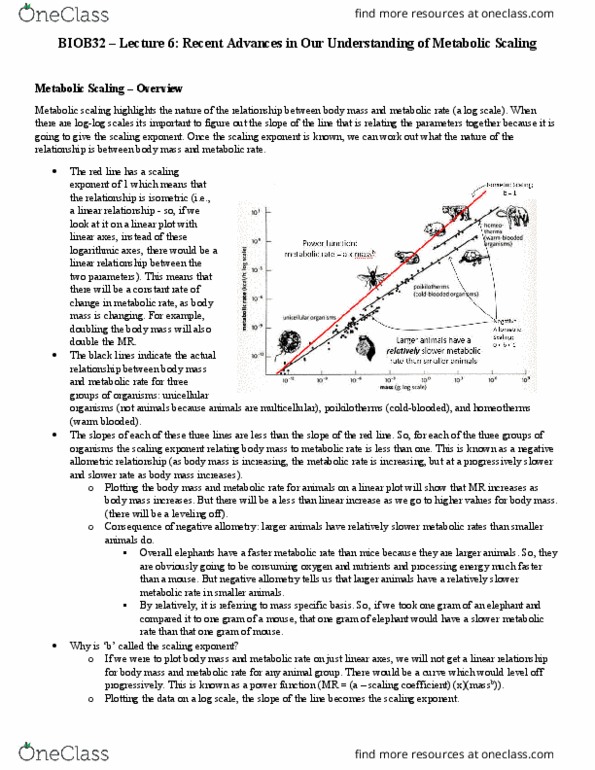 BIOB32H3 Lecture Notes - Lecture 6: Allometry, Pulse Oximetry, Adipose Tissue thumbnail