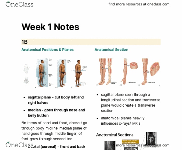 Kinesiology 3222A/B Lecture Notes - Lecture 1: Axon Hillock, Thoracic Cavity, Pseudounipolar Neuron thumbnail