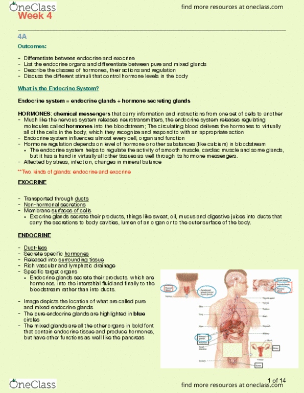 Kinesiology 3222A/B Lecture Notes - Lecture 4: Endocrine Gland, Endocrine System, Cardiac Muscle thumbnail
