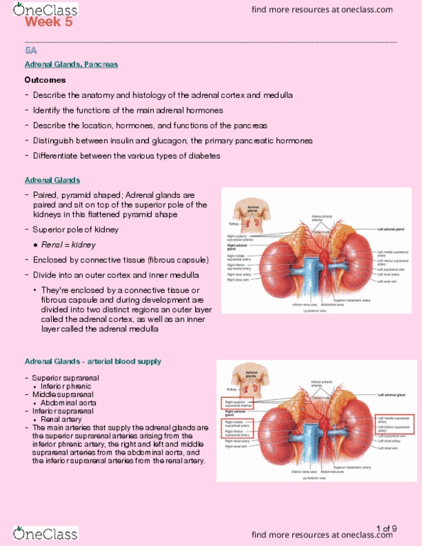 Kinesiology 3222A/B Lecture Notes - Lecture 5: Inferior Phrenic Arteries, Adrenal Medulla, Renal Artery thumbnail