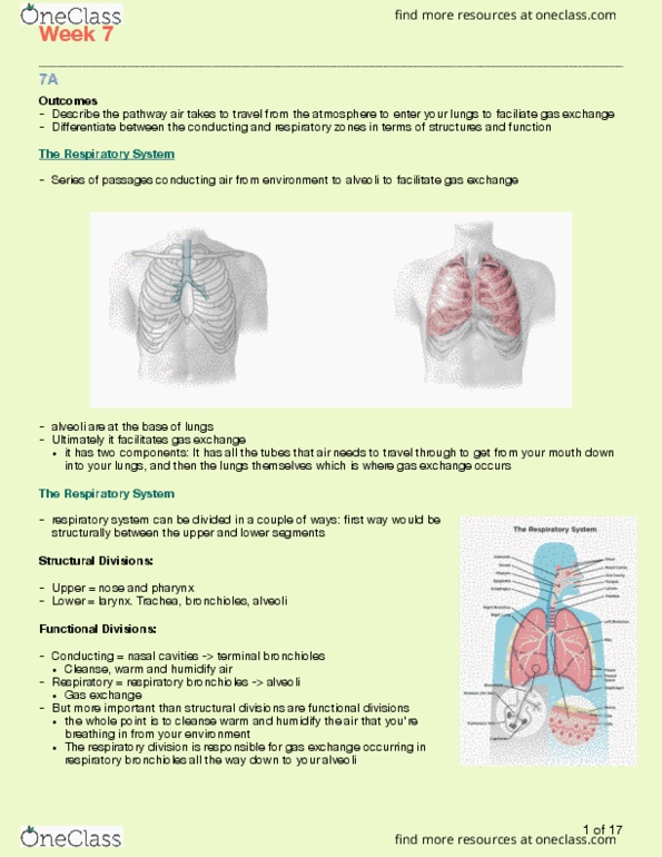 Kinesiology 3222A/B Lecture Notes - Lecture 7: Respiratory Tract, Nasal Cavity, Gas Exchange thumbnail