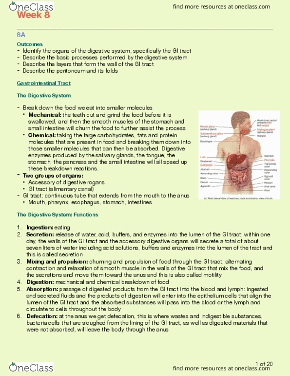 Kinesiology 3222A/B Lecture Notes - Lecture 8: Digestion, Salivary Gland, Small Intestine thumbnail
