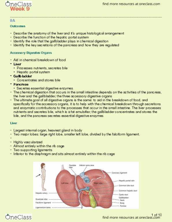 Kinesiology 3222A/B Lecture Notes - Lecture 9: Hepatic Portal System, Falciform Ligament, Common Bile Duct thumbnail