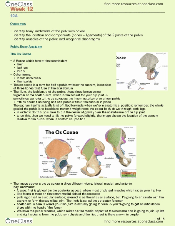 Kinesiology 3222A/B Lecture Notes - Lecture 12: Iliac Fossa, Pubic Symphysis, Pubic Tubercle thumbnail