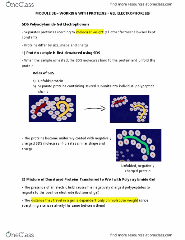 HISTORY 1M03 Lecture Notes - Lecture 15: Peptide, Electric Field, Electrophoresis thumbnail