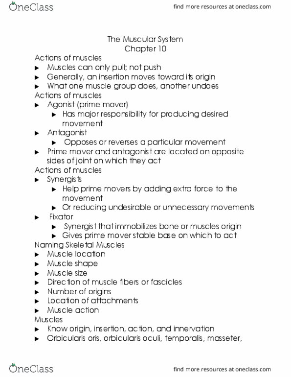 BIO 167 Lecture Notes - Lecture 10: Pectoralis Major Muscle, Iliocostalis, Triceps Brachii Muscle thumbnail