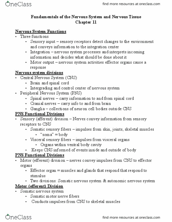 BIO 167 Lecture Notes - Lecture 11: Group C Nerve Fiber, Neurofilament, Cholecystokinin thumbnail