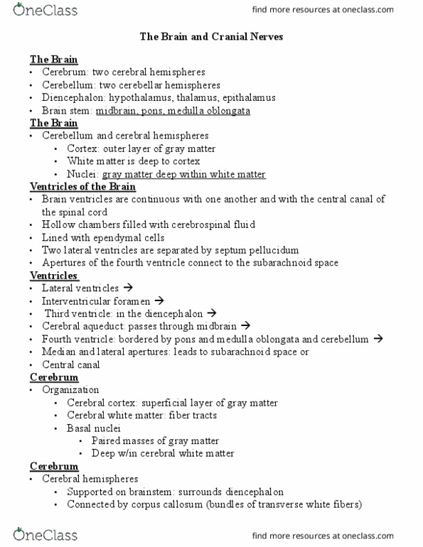 BIO 167 Lecture Notes - Lecture 12: Retina, Cochlea, Auditory Cortex thumbnail