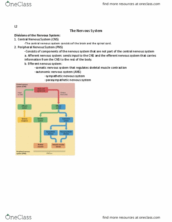 BIOA02H3 Lecture Notes - Lecture 2: Somatic Nervous System, Parasympathetic Nervous System, Axon Hillock thumbnail
