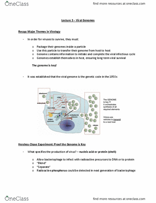Microbiology and Immunology 2500A/B Lecture Notes - Lecture 3: Paramyxoviridae, Reverse Transcriptase, Poxviridae thumbnail