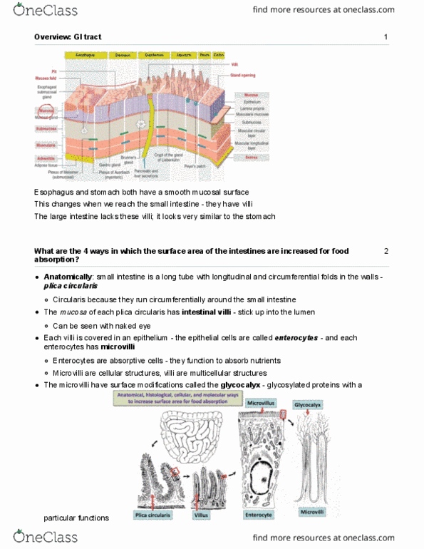 Anatomy and Cell Biology 3309 Lecture Notes - Lecture 9: Dict, Loose Connective Tissue, Esophagus thumbnail