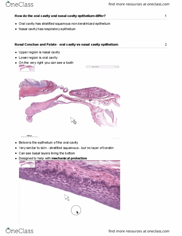 Anatomy and Cell Biology 3309 Lecture Notes - Lecture 8: Epithelium, Nasal Cavity, Respiratory Epithelium thumbnail