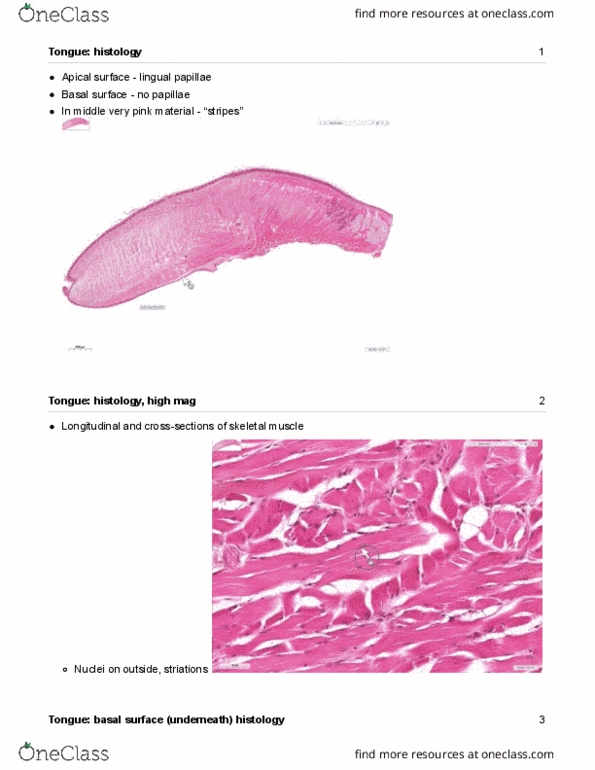Anatomy and Cell Biology 3309 Lecture Notes - Lecture 1: Histology, Skeletal Muscle, Exocrine Gland thumbnail