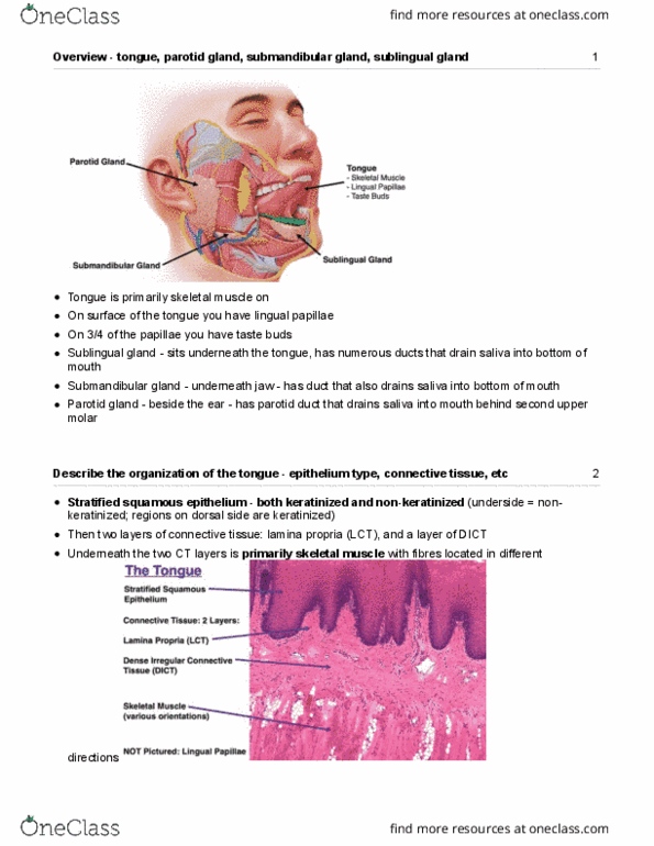 Anatomy and Cell Biology 3309 Lecture Notes - Lecture 5: Stratified Squamous Epithelium, Parotid Duct, Parotid Gland thumbnail