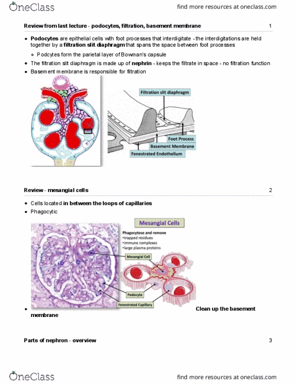 Anatomy and Cell Biology 3309 Lecture Notes - Lecture 2: Basement Membrane, Nephrin, Podocyte thumbnail