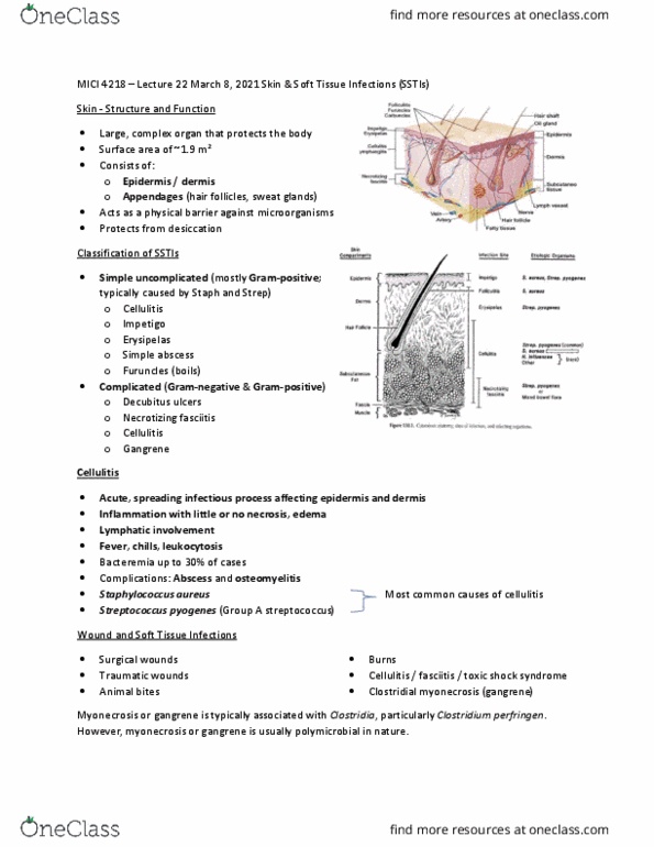 MICI 4218 Lecture Notes - Lecture 22: Desquamation, Debridement, Asplenia thumbnail