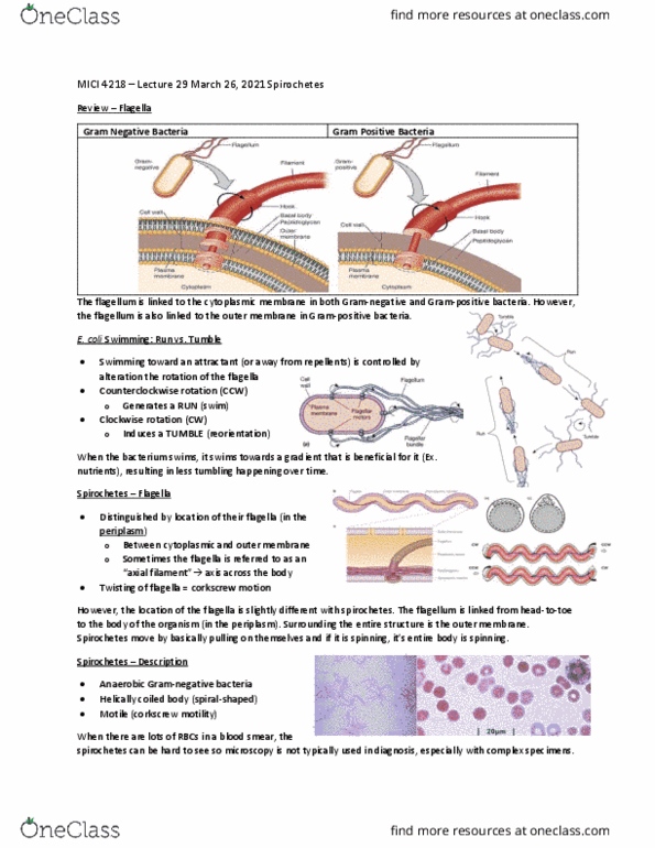 MICI 4218 Lecture Notes - Lecture 29: Spirochaete, Blood Film, Periplasm thumbnail