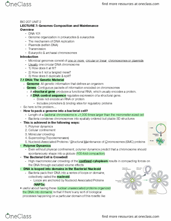 BIOLOGY 207 Lecture Notes - Lecture 14: Macromolecular Crowding, Chromosome, Selfish Dna thumbnail