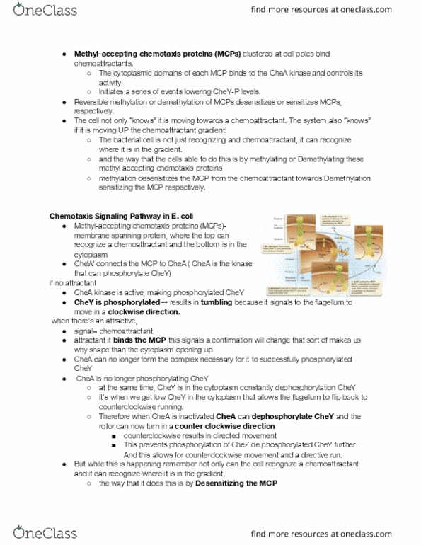 BIOLOGY 207 Lecture Notes - Lecture 27: Aliivibrio Fischeri, Biofilm, Signal Transduction thumbnail