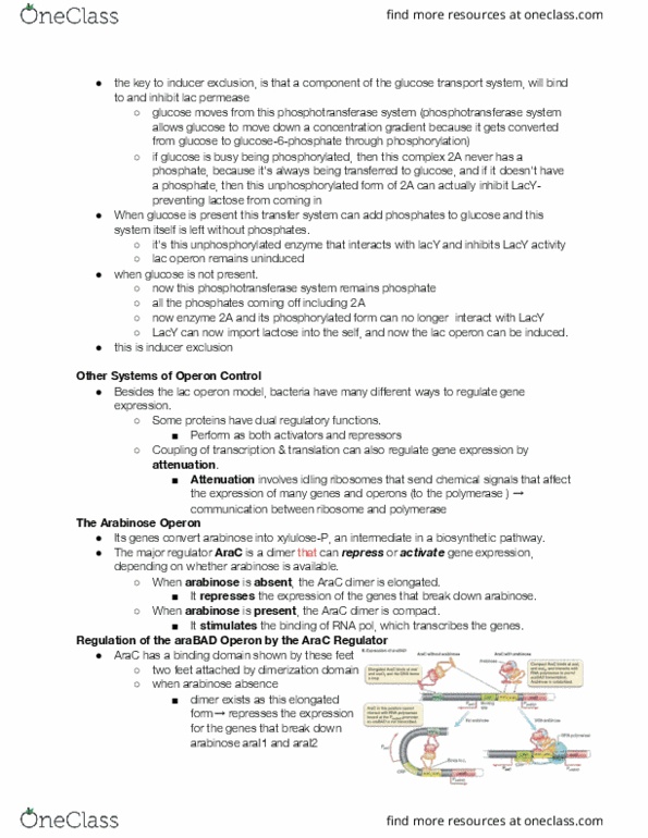 BIOLOGY 207 Lecture Notes - Lecture 25: Ribosomal Rna, Guanosine Pentaphosphate, Repressor thumbnail