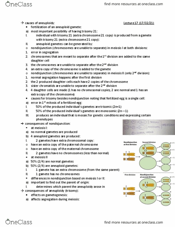 BIOL 202 Lecture Notes - Lecture 17: Chromosomal Rearrangement, Gametogenesis, Chromosome thumbnail