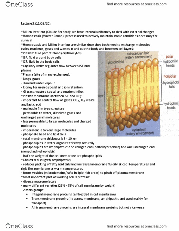 PHGY 209 Lecture Notes - Homeostasis, Phospholipid, Electrochemical Gradient thumbnail