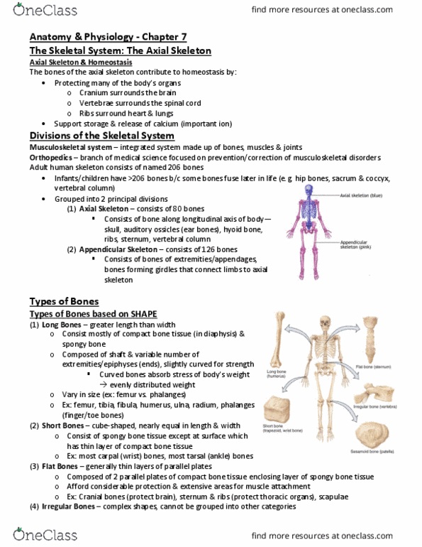 PHYL 141 Lecture Notes - Lecture 7: Zygomatic Process, Trochanter, Bone Density thumbnail