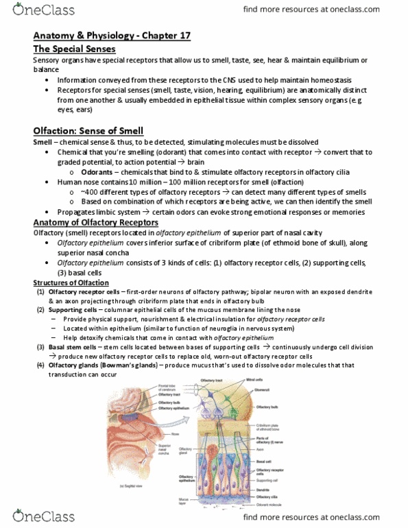 PHYL 141 Lecture Notes - Lecture 16: Cribriform Plate, Microvillus, Abducens Nerve thumbnail