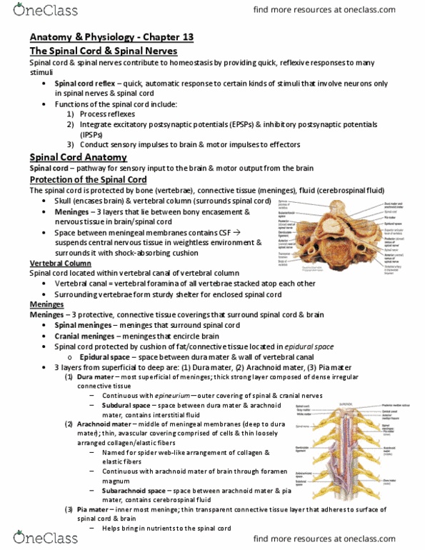 PHYL 141 Lecture Notes - Lecture 13: Headache, Collagen, Scapula thumbnail