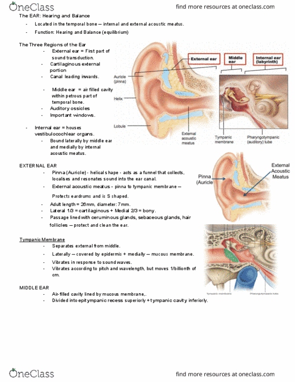 ANAT2111 Lecture Notes - Lecture 6: Internal Auditory Meatus, Tympanic Cavity, Outer Ear thumbnail