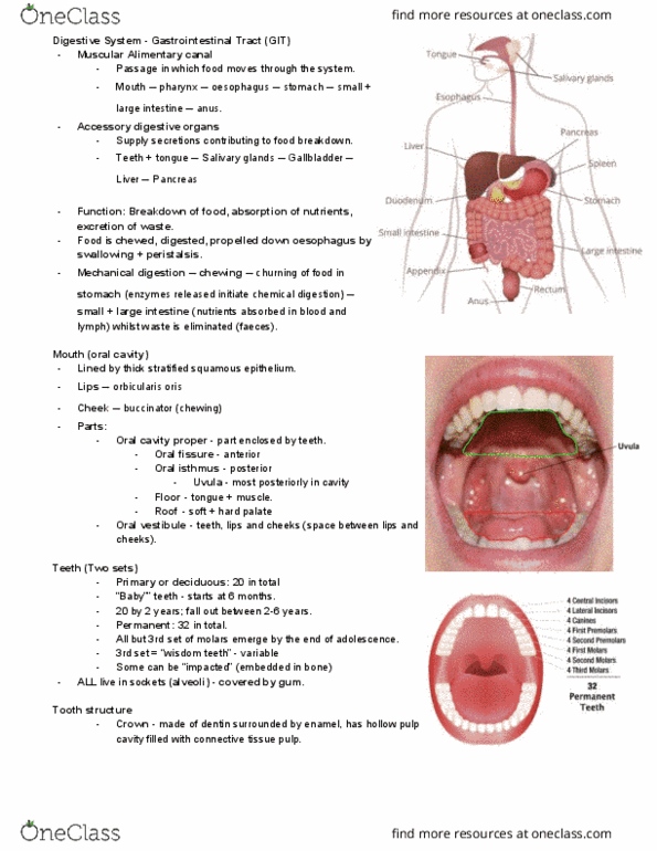 ANAT2111 Lecture Notes - Lecture 9: Gastrointestinal Tract, Mouth, Esophagus thumbnail