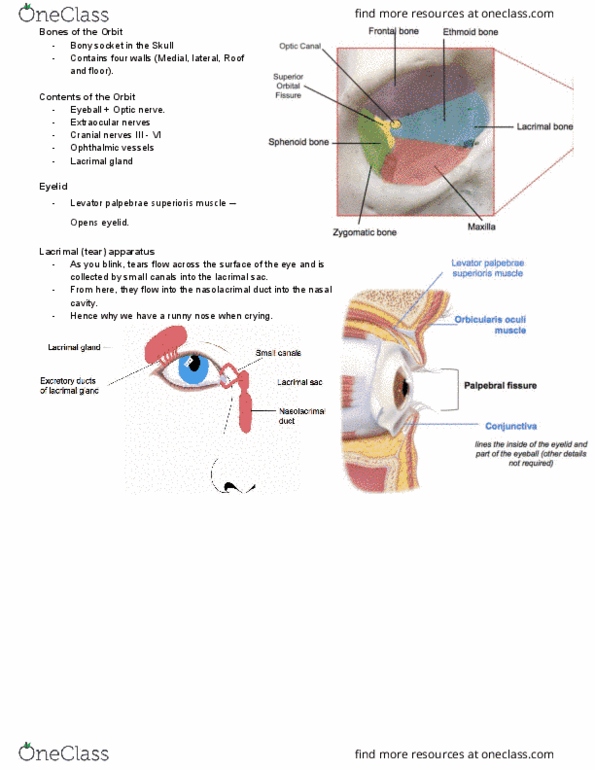 ANAT2111 Lecture Notes - Lecture 4: Optic Chiasm, Levator Palpebrae Superioris Muscle, Calcarine Sulcus thumbnail